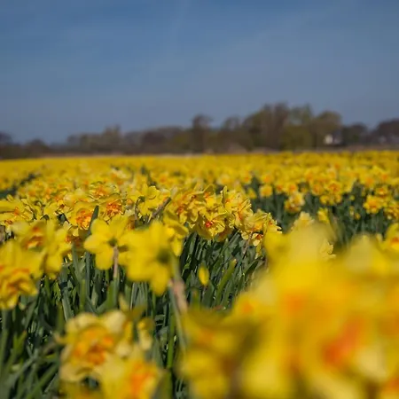 Luxe Dichtbij En Zee, In Het Hart De Bollenstreek *