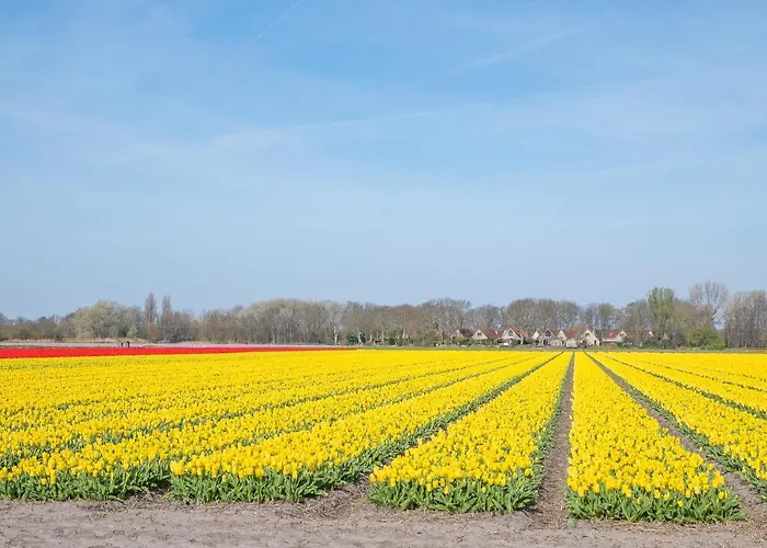 Luxe Dichtbij En Zee, In Het Hart De Bollenstreek アパート ノールトウェイケルハウト　