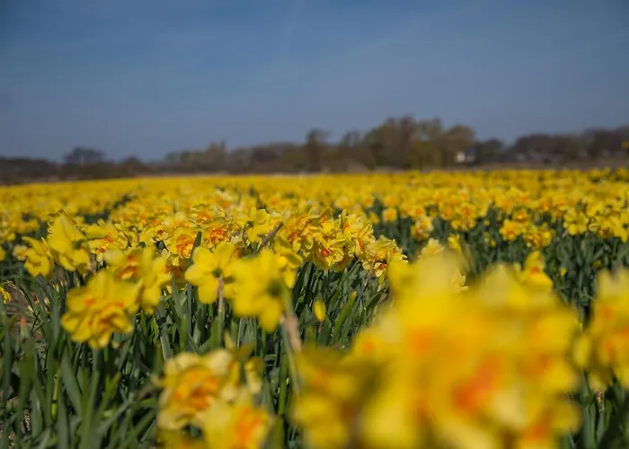 Luxe Dichtbij En Zee, In Het Hart De Bollenstreek *